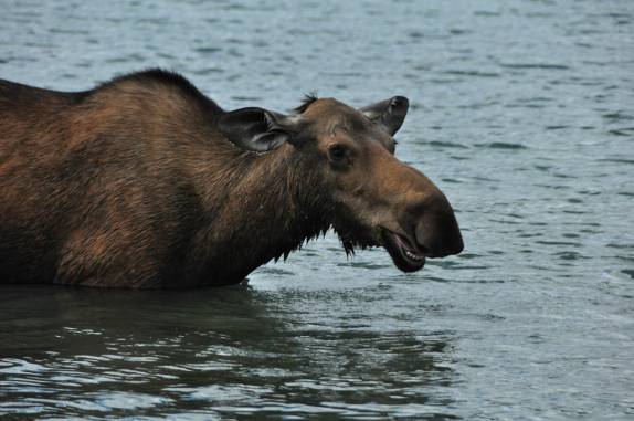 Uma simpática e fotogênica fêmea de alce (uma 'musa') se alimenta no Maligne Lake, no Jasper National Park, em Alberta, no Canadá